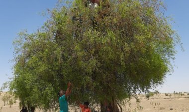 थार में आई पीलू की बहार, सेहत के लिए फायदेमंद 