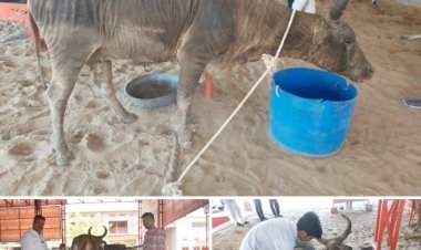 ग्वालनाडा के पशुधन बाड़े में आग लगी गाय झुलसी उपचार के लिए गोचिकित्सा भेजा