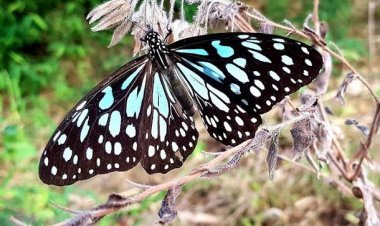 तितली प्रजाति को राज्य तितली घोषित करने की  चयन हेतु नामांकन प्रक्रिया शुरू