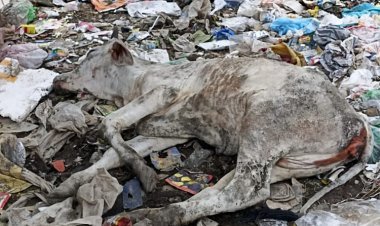 बीमार व बेचारा गायों की मदद की शिकायत के बावजूद जिला प्रशासन मौन