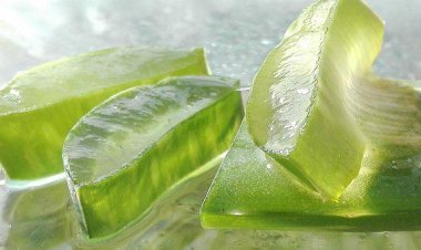 स्किन और बालों के लिए बहुत फायदेमंद है एलोवेरा, इस खास प्रयोग के बारे में जाने